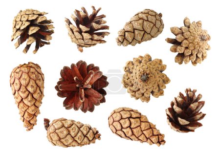 Photo for Pine cones collection isolated on white background - Royalty Free Image