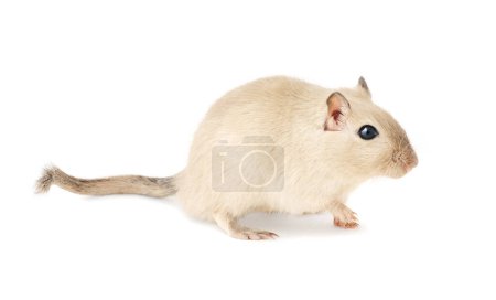 Téléchargez les photos : A Burmese gerbil walking, displaying its full profile from nose to tail, isolated on white background - en image libre de droit