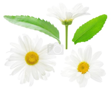 Foto de Margarita blanca flores y hojas aisladas sobre fondo blanco - Imagen libre de derechos