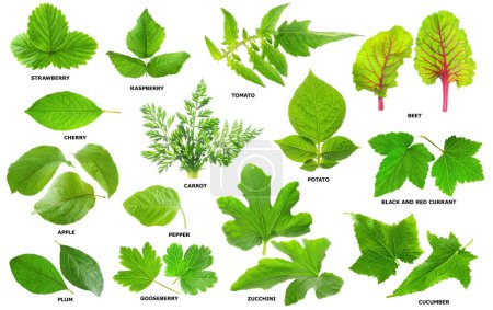 Téléchargez les photos : Collection de feuilles vertes de fruits, légumes et baies isolées sur fond blanc - en image libre de droit