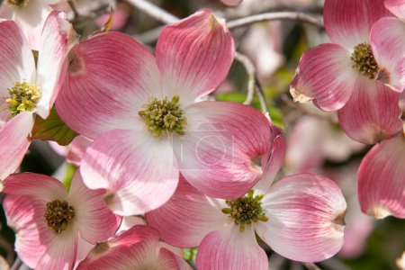 Foto de Primer plano de flores de árboles de cornejo rosa. - Imagen libre de derechos