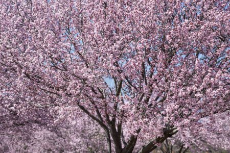 Foto de Primer plano de hermoso árbol de flor de cerezo rosa. - Imagen libre de derechos