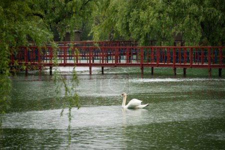 Foto de Cisne rodeado de hermoso estanque y paisajismo, día lluvioso. - Imagen libre de derechos