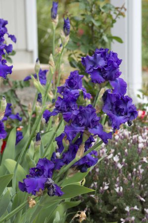 Foto de Bonito grupo de flores de iris púrpura en flor, entorno de jardín. - Imagen libre de derechos