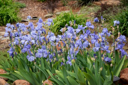 Foto de Bonito lecho de flores de Iris azul en el jardín. - Imagen libre de derechos