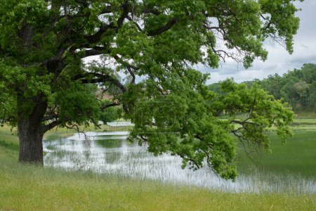 Téléchargez les photos : Grand chêne magnifique à côté d'un lac herbeux. - en image libre de droit
