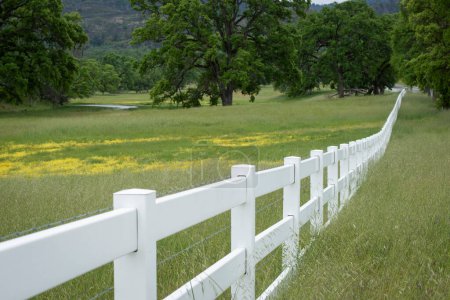 Téléchargez les photos : Clôture de piquet blanc dans prairie herbeuse avec des chênes - en image libre de droit