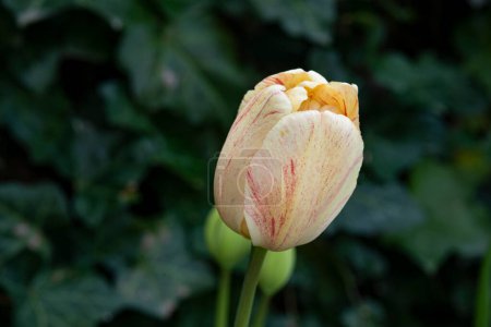 Foto de Primer plano de una sola flor de tulipán, amarilla y roja. - Imagen libre de derechos