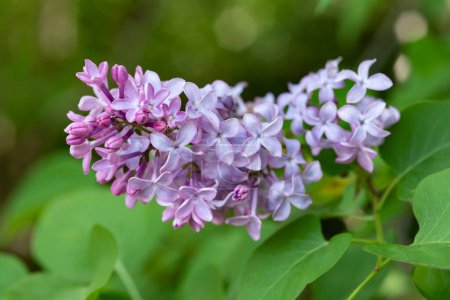 Foto de Detalle de un solo racimo de flores lila - Imagen libre de derechos