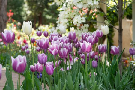 Foto de Exuberante escena de jardín con muchos tulipanes y otras flores - Imagen libre de derechos