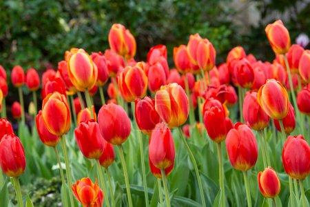 Foto de Gran racimo de muchos hermosos Tulipanes Naranjas - Imagen libre de derechos