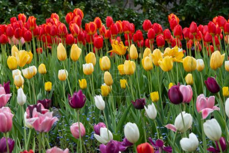 Foto de Hermosas filas de Tulipanes rojos, amarillos y otros coloridos - Imagen libre de derechos