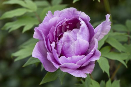 Foto de Primer plano de una sola flor de Peonía púrpura hermosa flor - Imagen libre de derechos