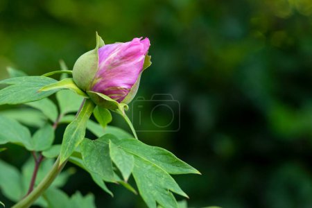 Foto de Brote de flor de peonía rosa preparándose para abrir pronto. - Imagen libre de derechos