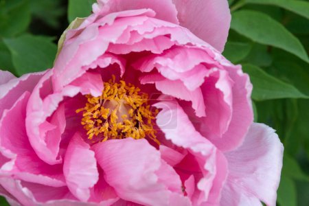 Foto de Primer plano del interior de una flor rosa de Peony. - Imagen libre de derechos
