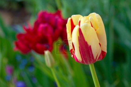 Foto de Primer plano de una flor de tulipán roja y amarilla. - Imagen libre de derechos