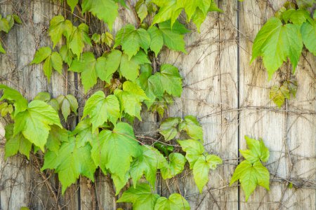 Téléchargez les photos : Feuilles de raisin vert poussant sur une vieille clôture en bois. - en image libre de droit