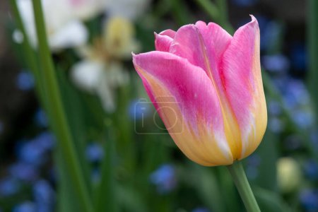 Foto de Primer plano de un solo Tulipán rosa y amarillo en el jardín. - Imagen libre de derechos