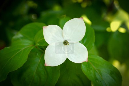 Téléchargez les photos : Belles fleurs blanches cornouiller avec fond vert luxuriant - en image libre de droit