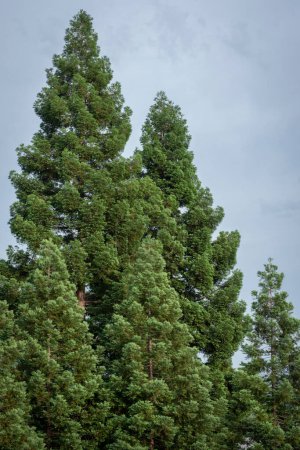 Foto de Agrupación exuberante y saludable de árboles de secuoyas. - Imagen libre de derechos