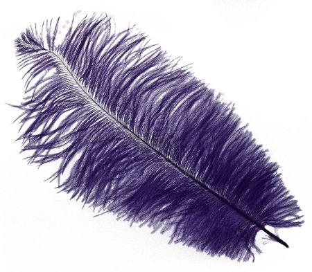Téléchargez les photos : Plume violette qui peut être utilisée pour une plume - en image libre de droit