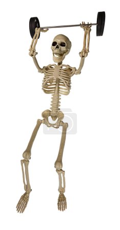 Ein Skelett, das eine Reihe von Gewichten hebt, die für das Gewichtheben von vorne verwendet werden