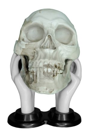 Porcelain Hands Holding a Human skull 