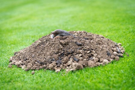 Topo europeo arrastrándose fuera de molehill sobre el suelo, mostrando fuertes pies delanteros utilizados para cavar túneles subterráneos