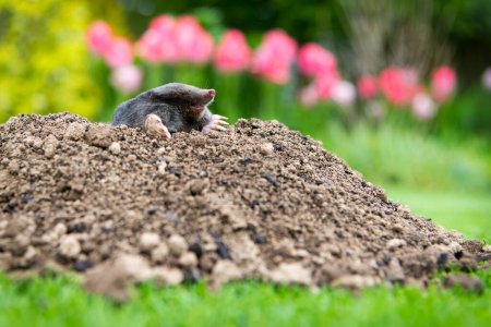 European mole (Talpa europaea) destroying lawn with its mole hills and underground tunnels