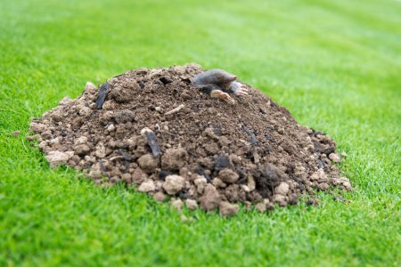 Topo europeo arrastrándose fuera de molehill sobre el suelo, mostrando fuertes pies delanteros utilizados para cavar túneles subterráneos