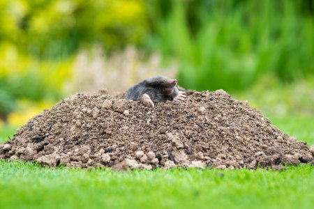 Maulwurf (Talpa europaea) zerstört Rasen mit seinen Maulwurfshügeln und unterirdischen Tunneln