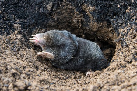 European mole emerging from its tunnel in the mole hill