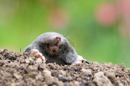 European mole crawling out of molehill above ground, showing strong front feet used for digging underground tunnels