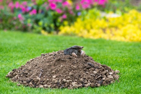 Mole animal - Talpa Europaea, causing damage as a pest in the garden with its mole hills and underground tunnels
