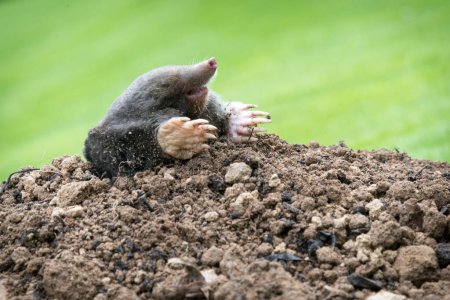 Mole, Talpa europaea, making mole hill and damaging beautiful lawn and flower garden.