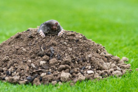 Mole, Talpa europaea, making mole hill and damaging beautiful lawn and flower garden.