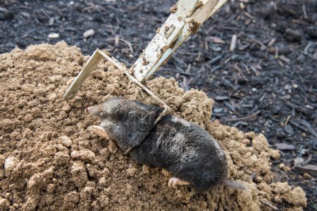 Caught european mole inside a trap placed on mole hill