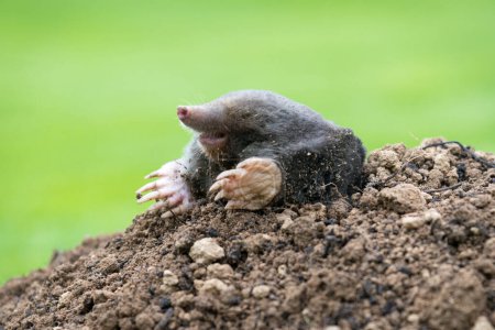 Mole, Talpa europaea, crawling out of brown molehill, green grass in background. Animal from garden.