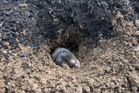 European mole emerging from its tunnel in the mole hill
