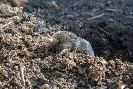 Perished european mole lying on the ground