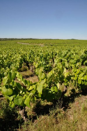 Téléchargez les photos : The Nantes vineyard at Saint-Fiacre - en image libre de droit
