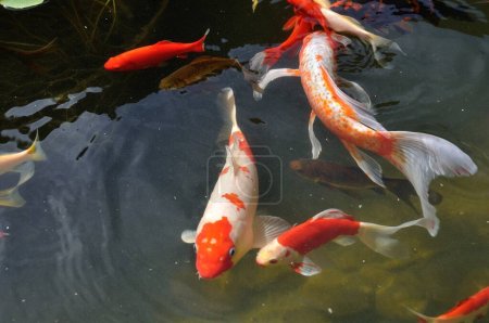 Photo for Koi carps in pond - Royalty Free Image