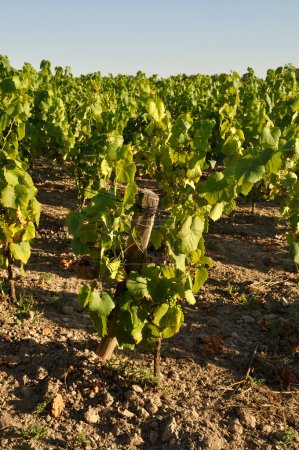 Téléchargez les photos : The Nantes vineyard at Maisdon sur Sevre - en image libre de droit