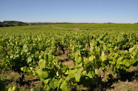 Téléchargez les photos : The Nantes vineyard at Saint-Fiacre - en image libre de droit