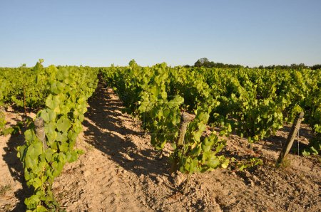 Téléchargez les photos : The Nantes vineyard at Maisdon sur Sevre - en image libre de droit