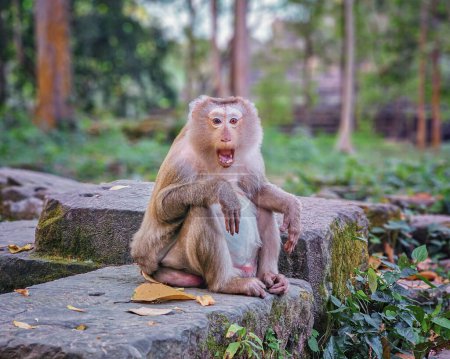 Téléchargez les photos : Macaque singes, Macaca fascicularis fascicularis, criant à Angkor le jour, Siem Reap, Cambodge - en image libre de droit