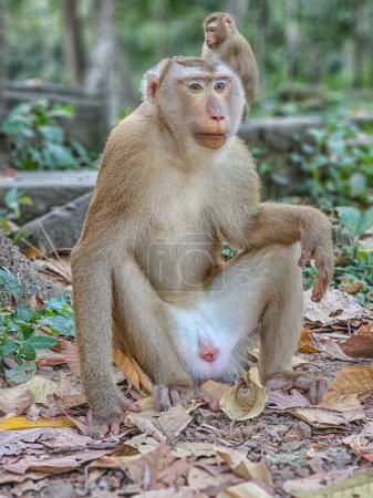 Téléchargez les photos : Macaque singes, Macaca fascicularis fascicularis, se reposant à Angkor le jour, Siem Reap, Cambodge - en image libre de droit