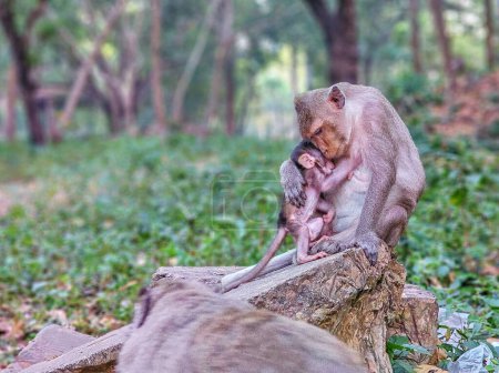 Téléchargez les photos : Macaque singes, Macaca fascicularis fascicularis, maman et bébé étreignant Angkor le jour, Siem Reap, Cambodge - en image libre de droit