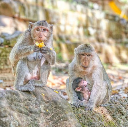 Téléchargez les photos : Macaque singes, Macaca fascicularis fascicularis, mamans et bébé debout sur un rocher à Angkor le jour, Siem Reap, Cambodge - en image libre de droit
