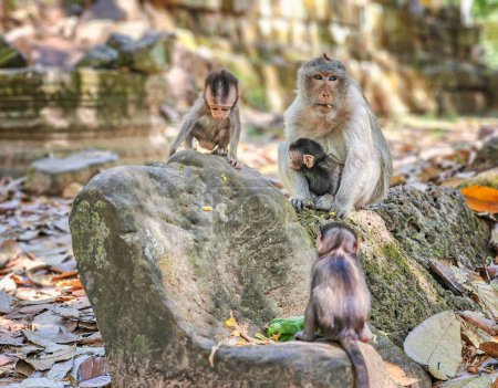 Téléchargez les photos : Macaque singes, Macaca fascicularis fascicularis, maman et bébés à Angkor le jour, Siem Reap, Cambodge - en image libre de droit
